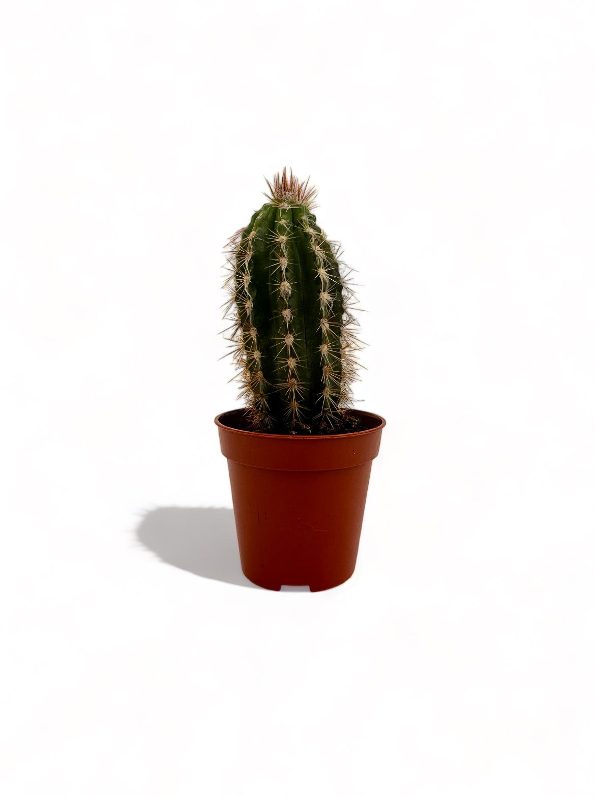 Κάκτος Oreocereus neocelsianus "Γέρος των Άνδεων" Φ5,5εκ.