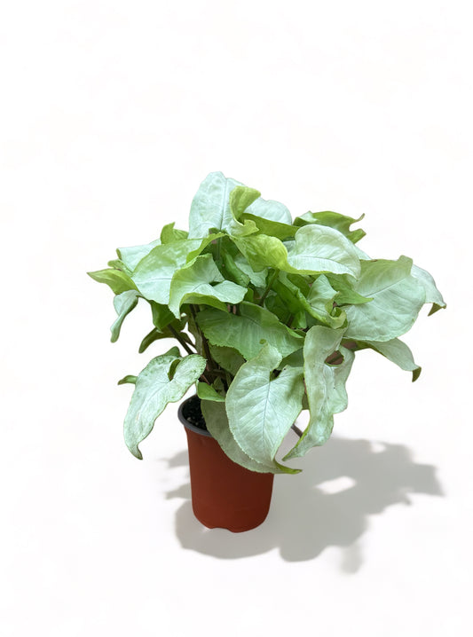 Συγκόνιο Syngonium white butterfly