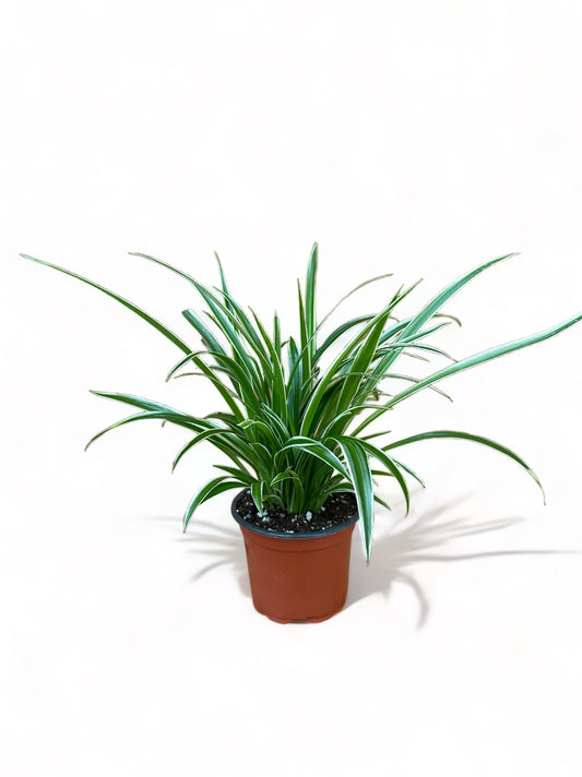 Χλωρόφυτο Chlorophytum comosum “Variegatum” φυτό αράχνη