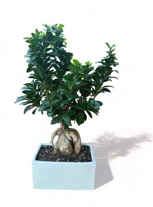 Μπονσάι φίκος με λευκό ορθογώνιο πήλινο κασπώ – Ficus microcarpa Ginseng bonsai