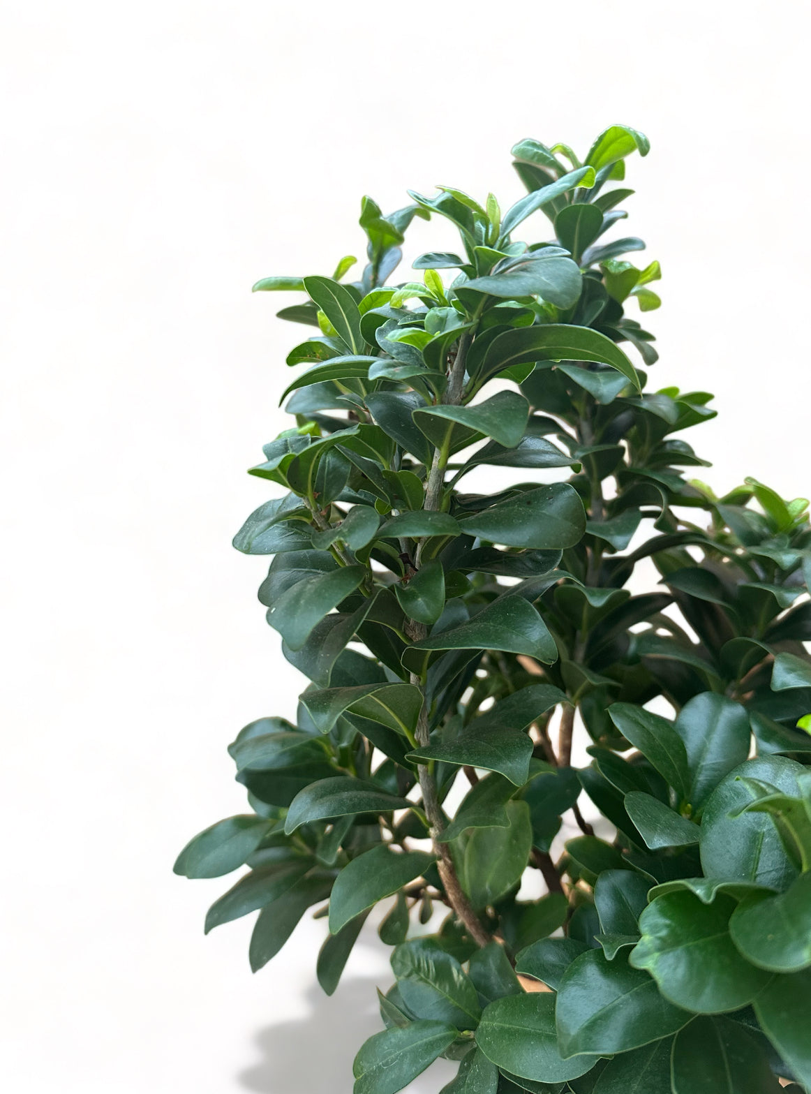 Μπονσάι φίκος με λευκό ορθογώνιο πήλινο κασπώ – Ficus microcarpa Ginseng bonsai