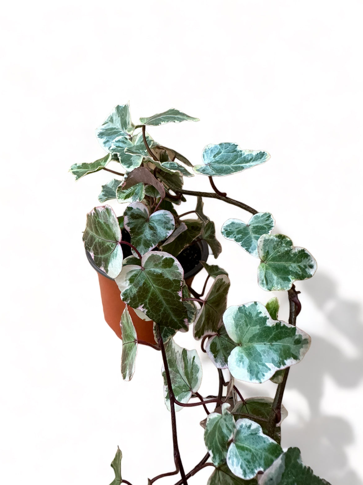 Κισσός Hedera helix 'Goldchild'