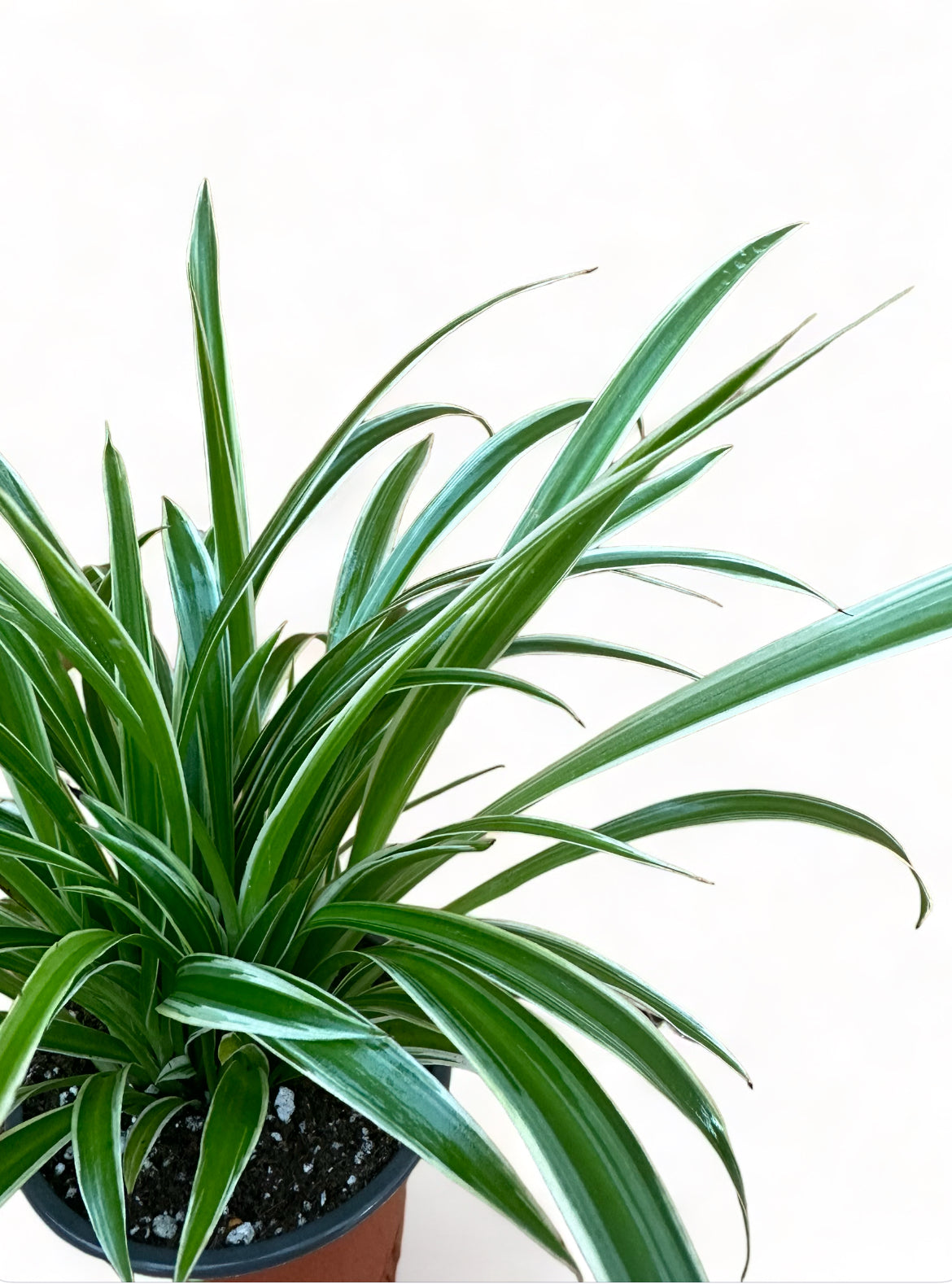 Χλωρόφυτο Chlorophytum comosum “Variegatum” φυτό αράχνη