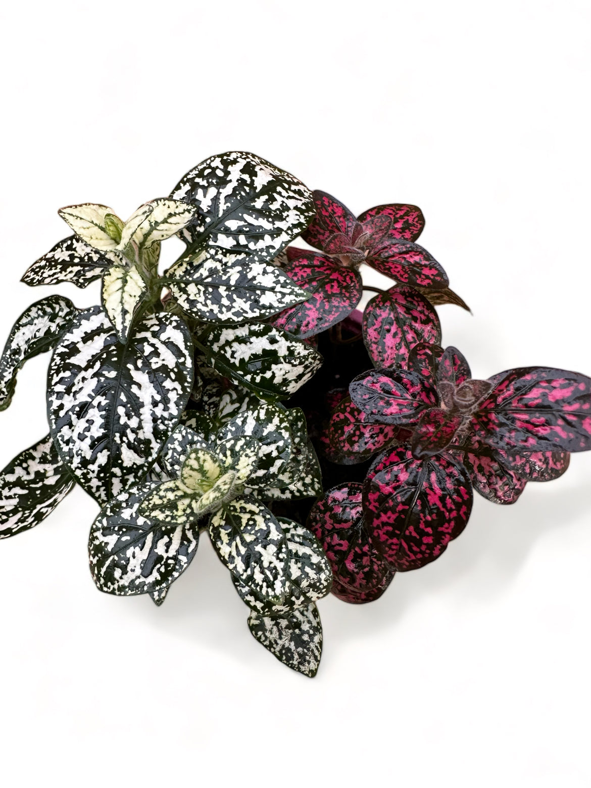 Πόλκα Polka Dot Plant λευκό - φούξια