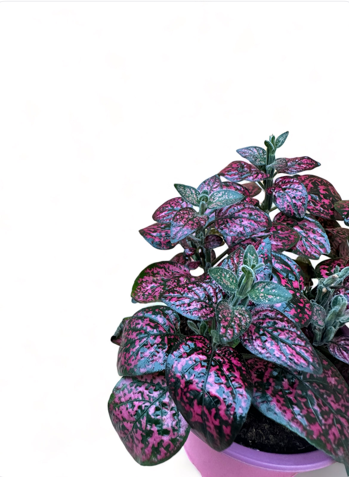 Πόλκα Polka Dot Plant φούξια