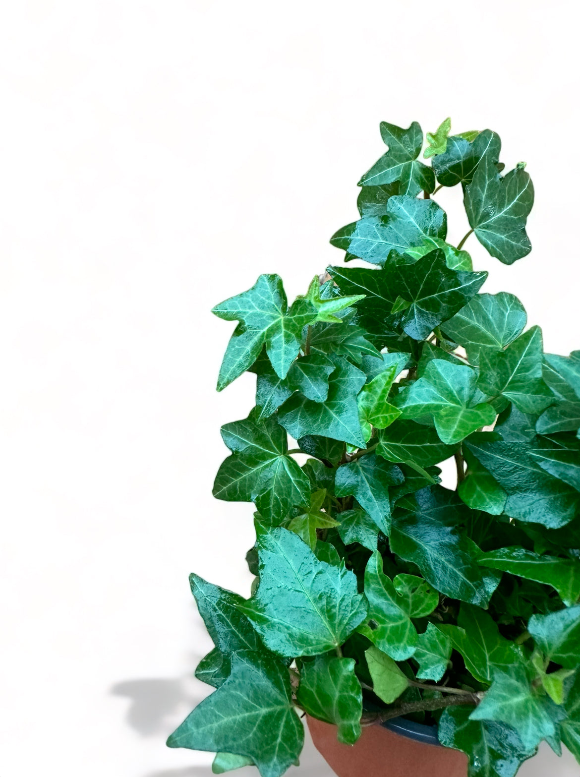 Κισσός Hedera helix