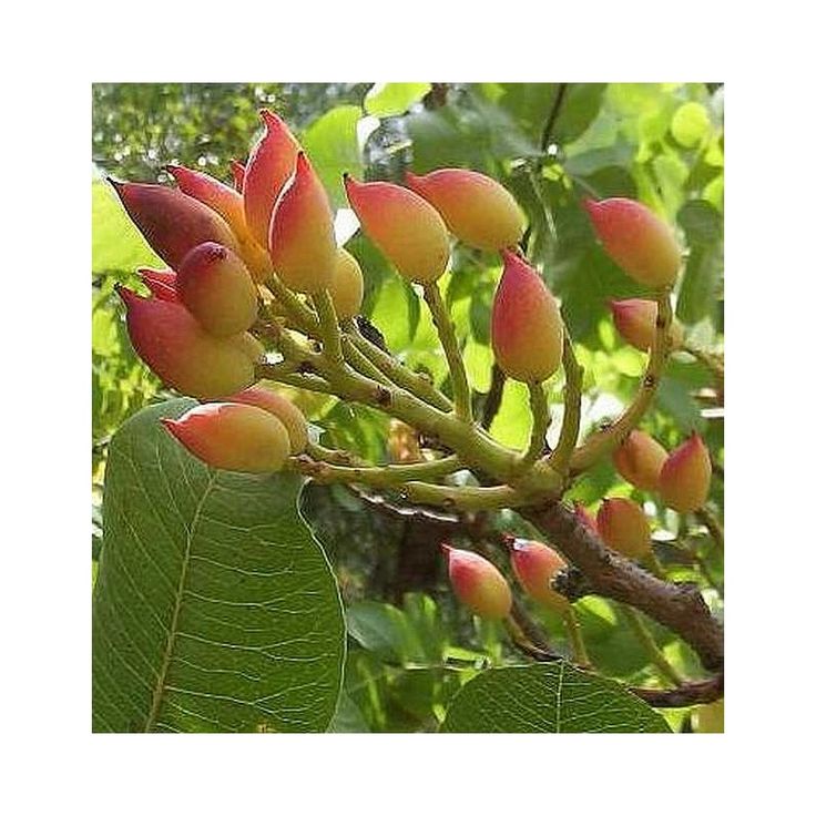 Φιστικιά Αιγίνης κελυφωτό (Pistacia vera) αρσενικό