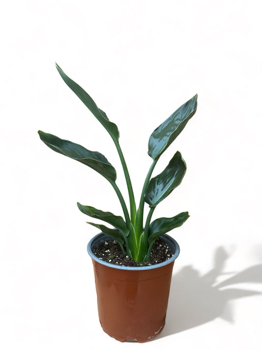 Στρελίτσια Strelitzia reginae (πουλί του παραδείσου)