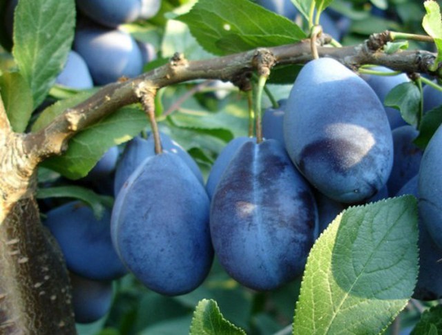 Δαμάσκηνο Στάνλεϋ (stanley)