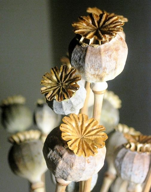 Papaver Bleached αποξηραμένο κλαδί