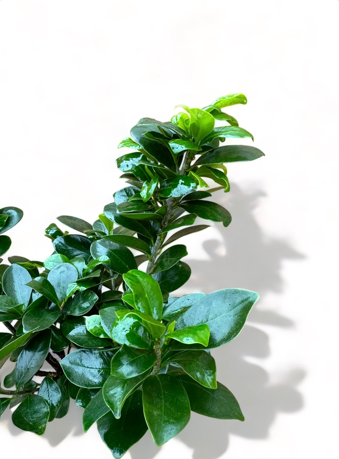 Μπονσάι φίκος – Ficus microcarpa Ginseng bonsai