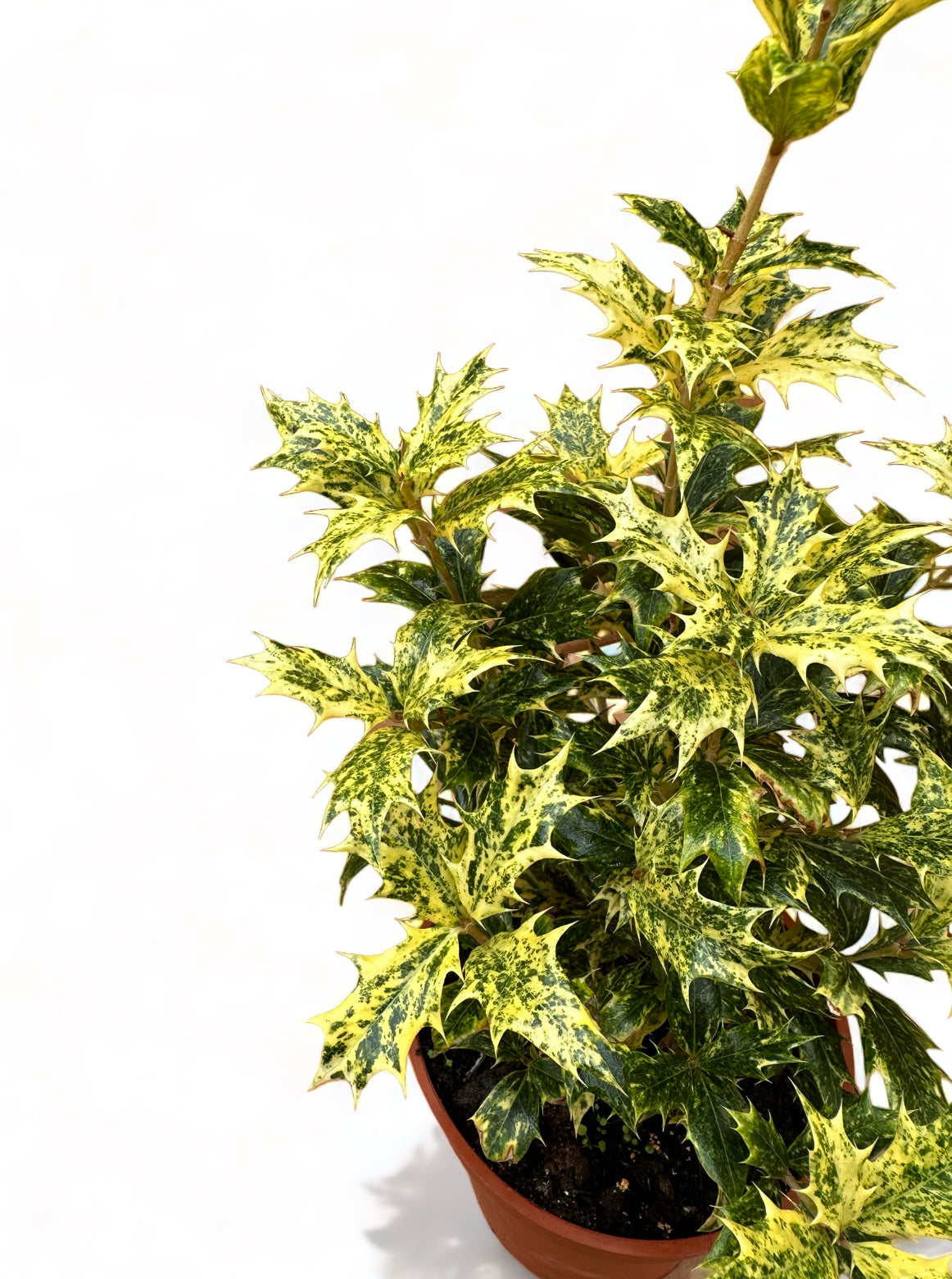 Οσμανθός OSMANTHUS heterophyllus 'Aureomarginatus'