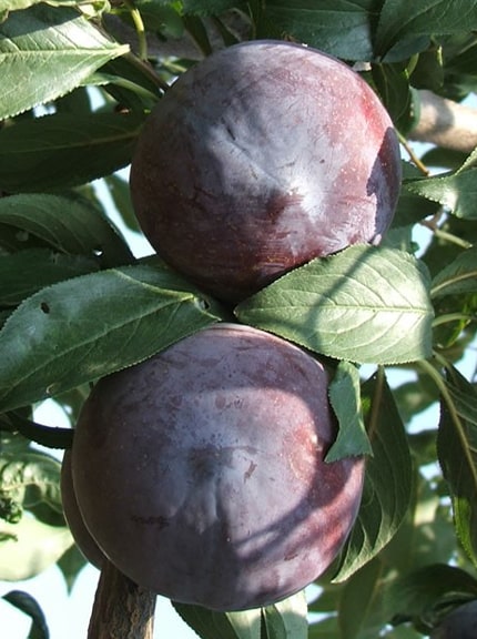 Δαμασκηνιά Βανίλια Μπλακ Ντάιμοντ (Black Daimond)