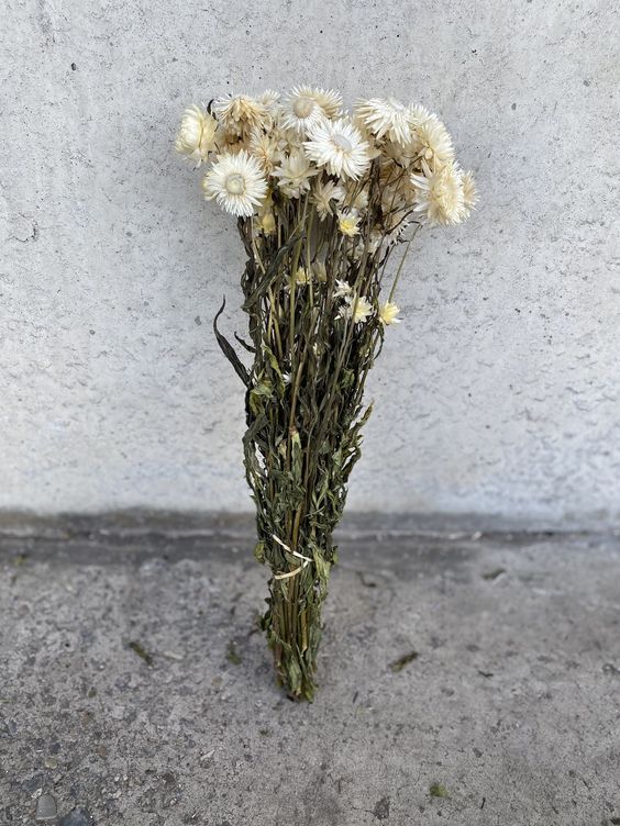 Helichrysum white αποξηραμένο μπουκέτο λευκό