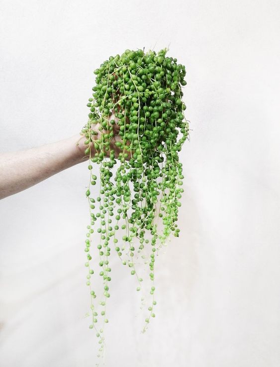 Σενέκιο – Senecio herreianus 45cm γλάστρα Φ12