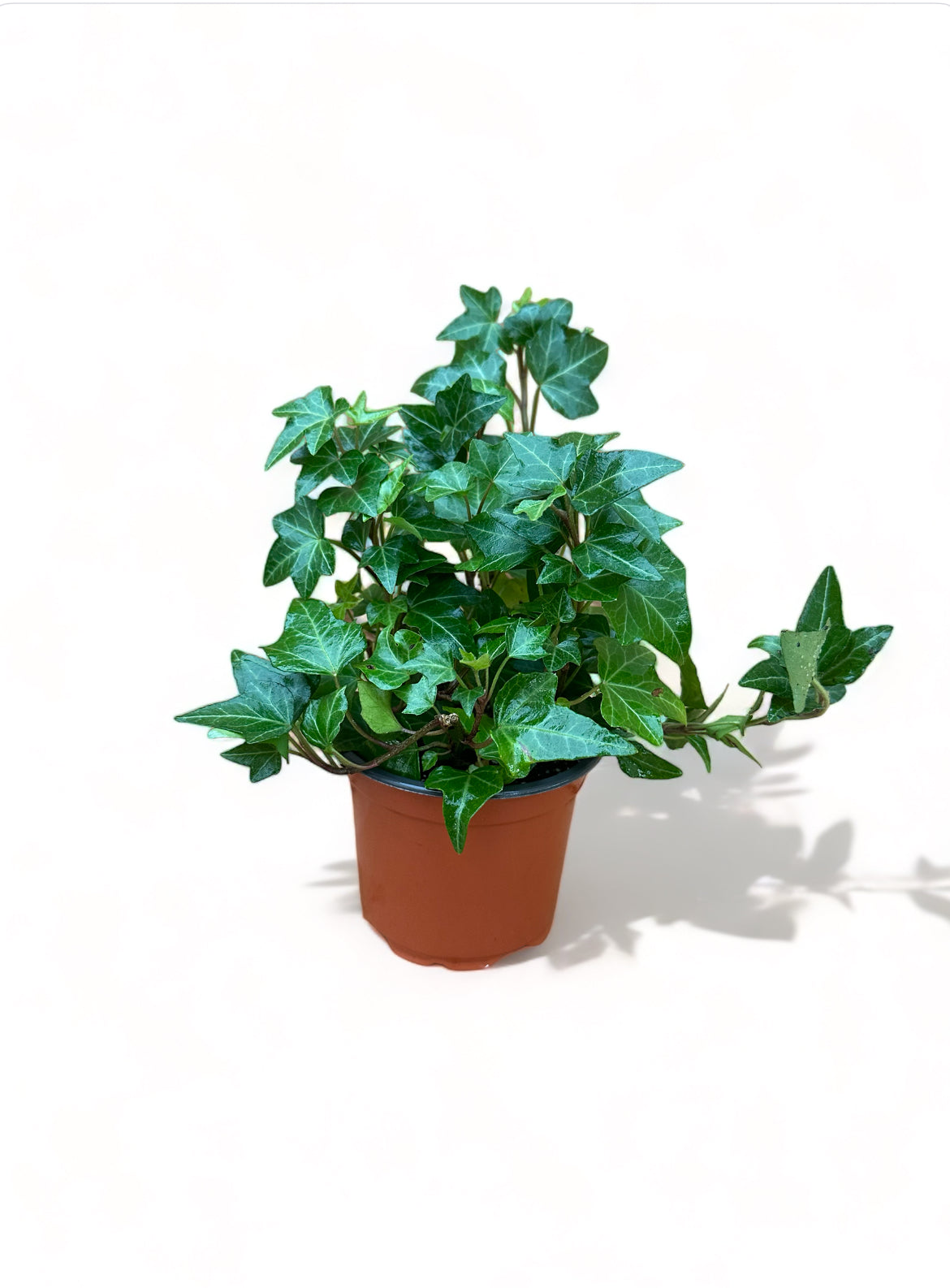 Κισσός Hedera helix