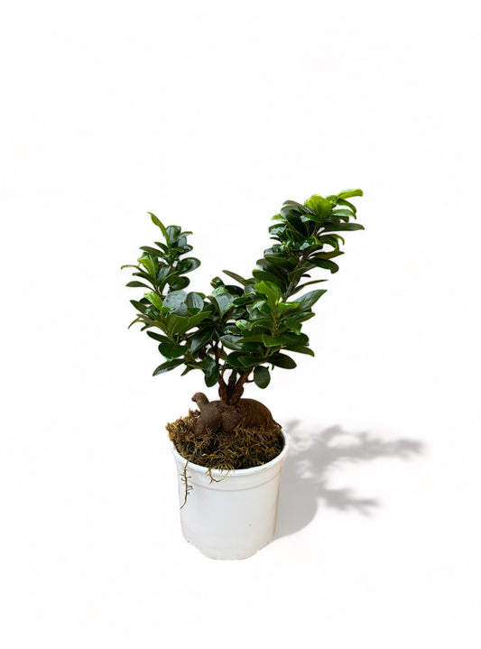 Μπονσάι φίκος – Ficus microcarpa Ginseng bonsai