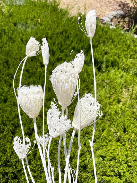 Finocchio fennel bleached αποξηραμένο μπουκέτο 50εκ.