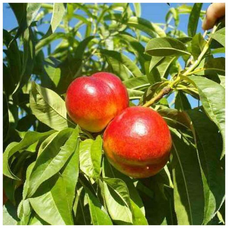 Νεκταρίνι ώψιμο