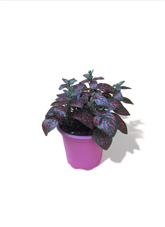 Πόλκα Polka Dot Plant φούξια
