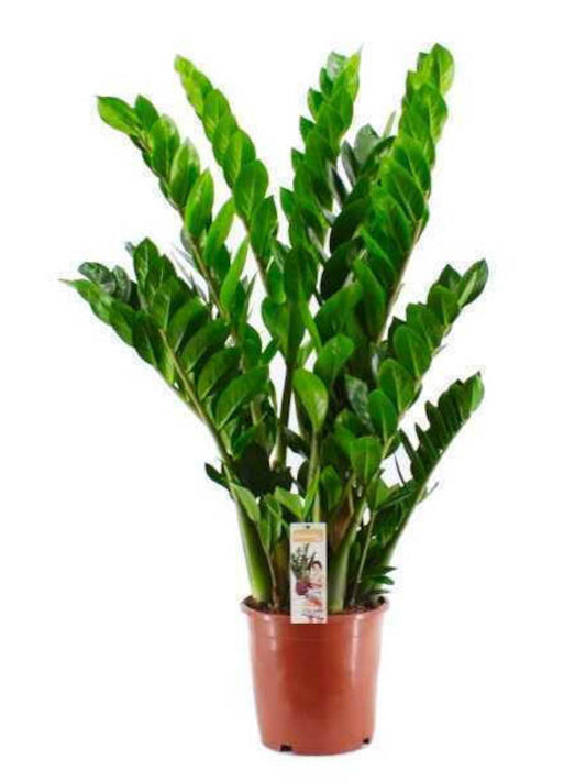 Ζάμια – Zamioculcas zamiifolia