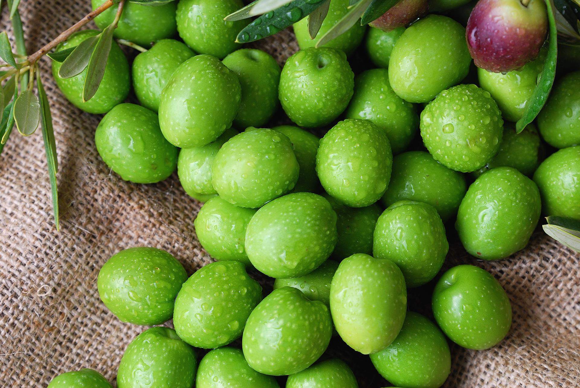 Ελιά Αμφίσσης