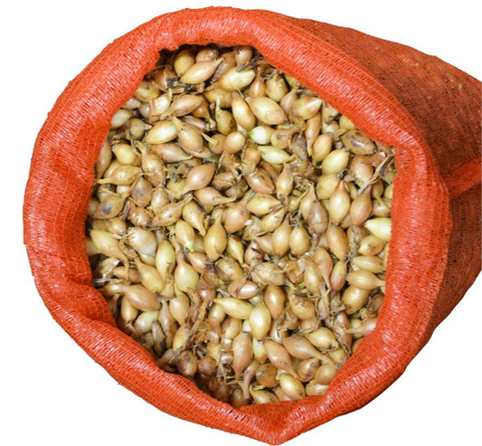 Κοκκάρι Ελληνικό μακρύ Θεσπιών 14/21 1kg