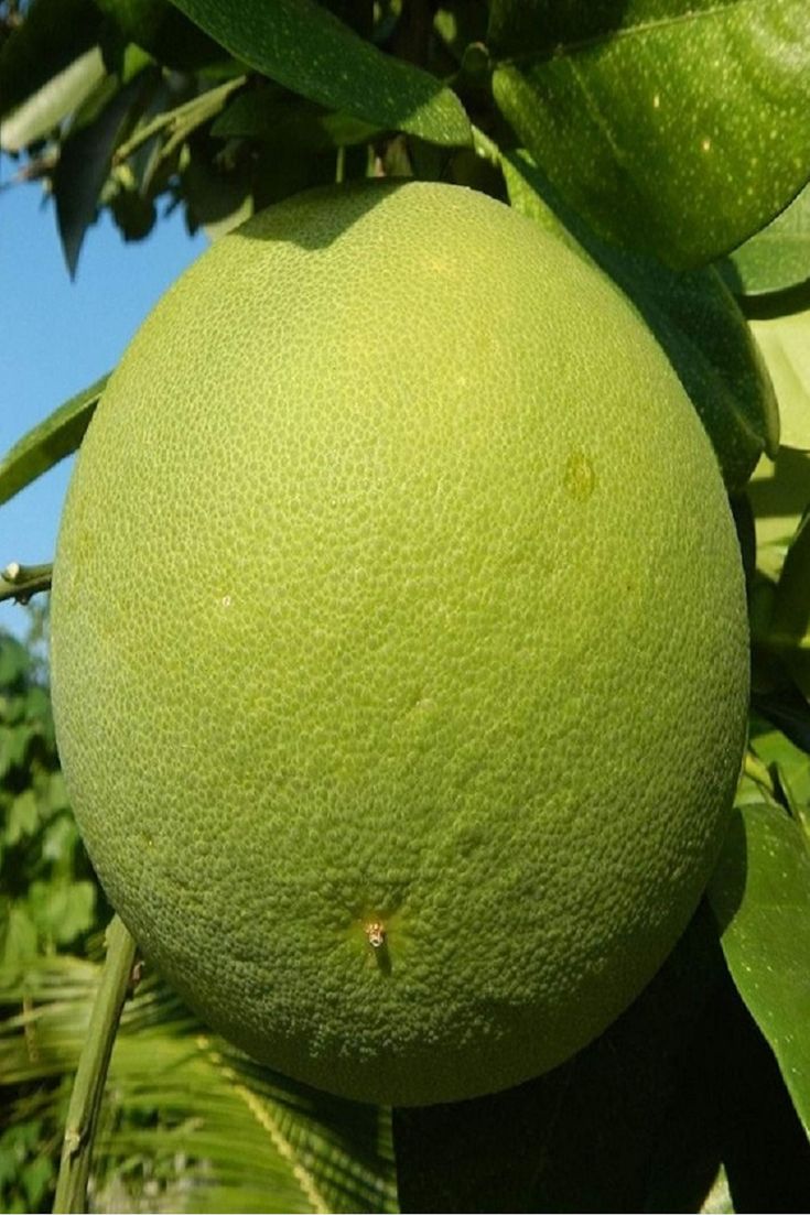 Φράπα - Πόμελο (citrus maxima - c. grandis)