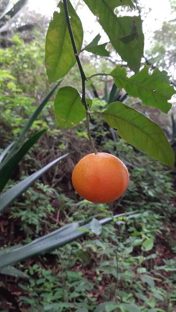Μανταρινιά Χιώτικη