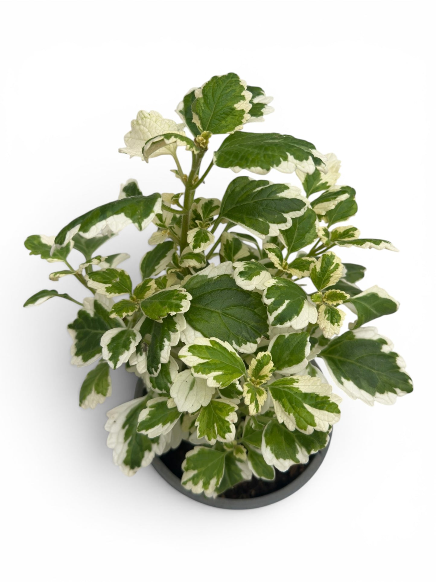 Λιβάνι - Plectranthus coleoides 'Variegata' Φ14εκ.