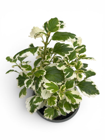 Λιβάνι - Plectranthus coleoides 'Variegata' Φ14εκ.