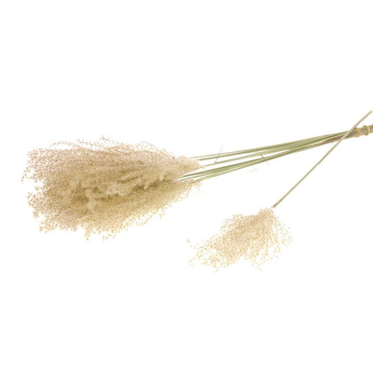Miscanthus Natural Αποξηραμένο κλαδί 70εκ. 1τεμ.