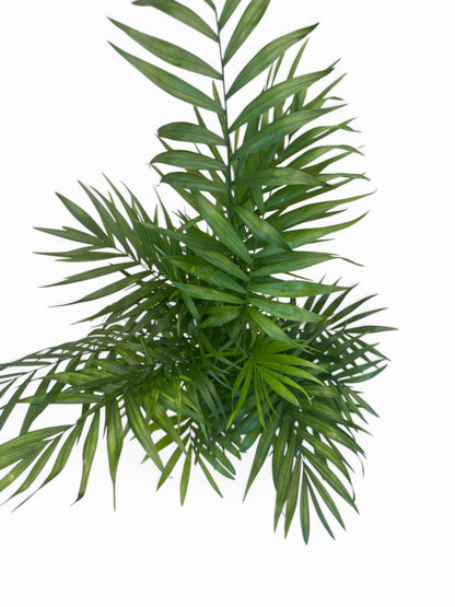 Χαμαιδωρέα Chamaedorea elegans Φ15εκ.