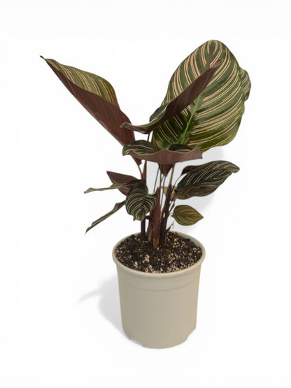 Καλαθέα Calathea ornata - Pinstripe Calathea Φ14εκ.