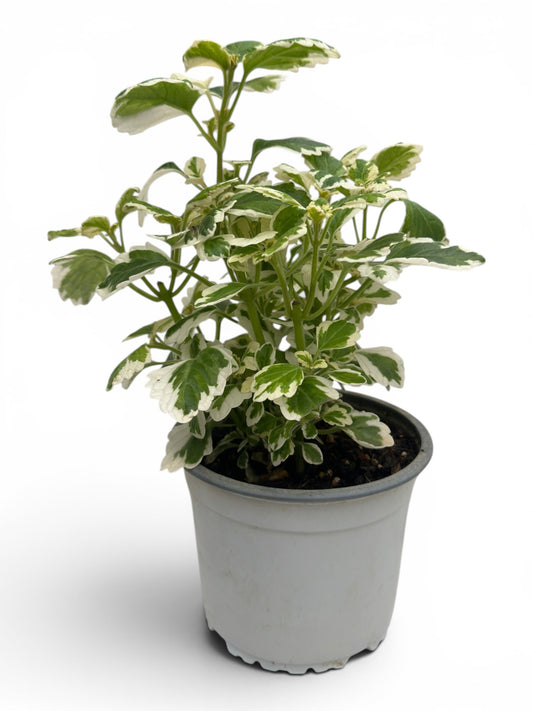 Λιβάνι - Plectranthus coleoides 'Variegata' Φ14εκ.