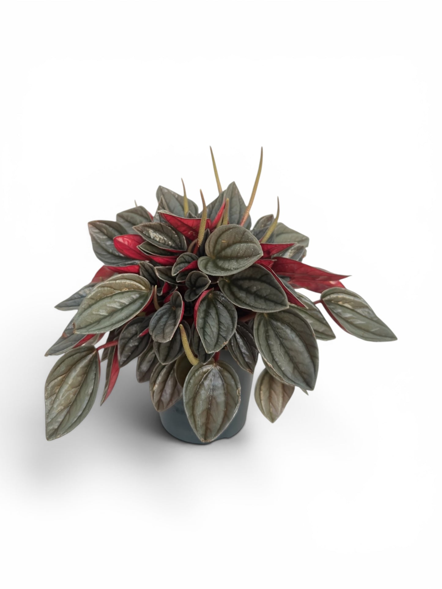 Peperomia punto grigio Φ12εκ.
