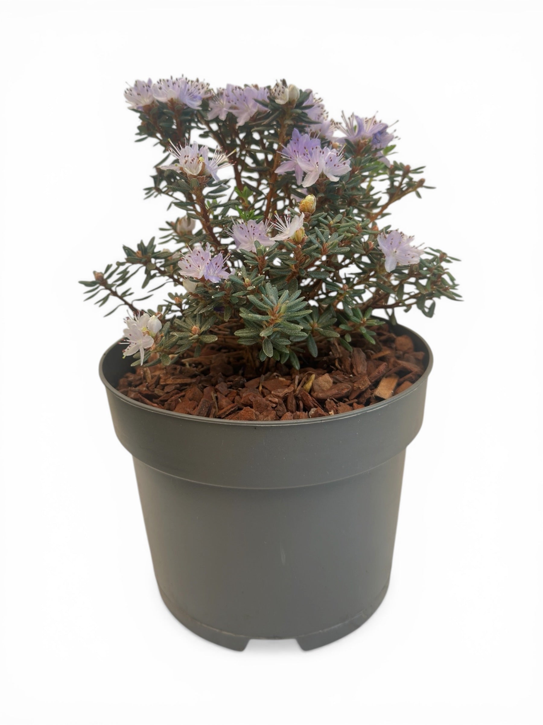 Ροδόδενδρο μωβ - Rhododendron arctic blue Φ17εκ.