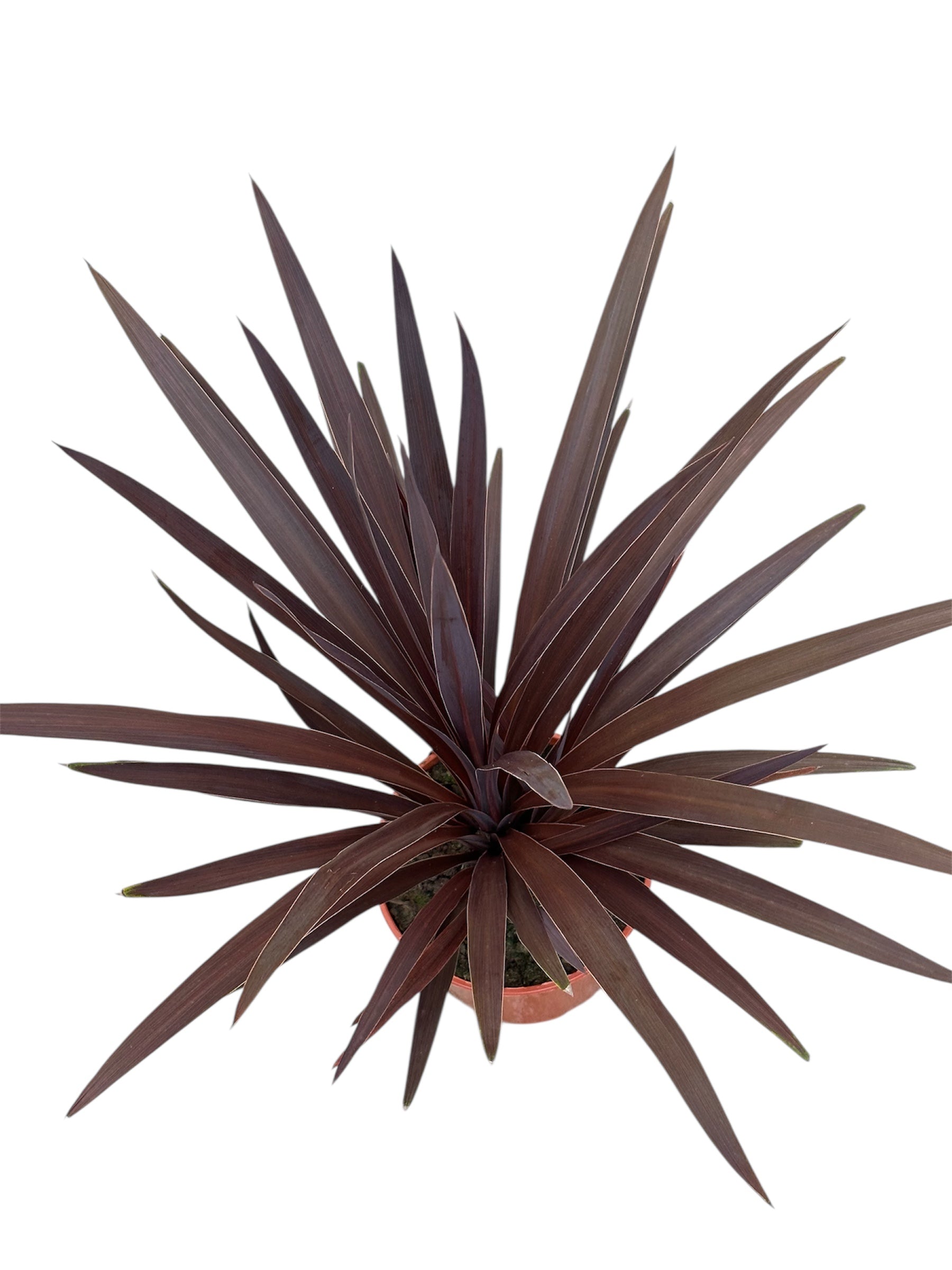 Δράκαινα Φ19εκ.