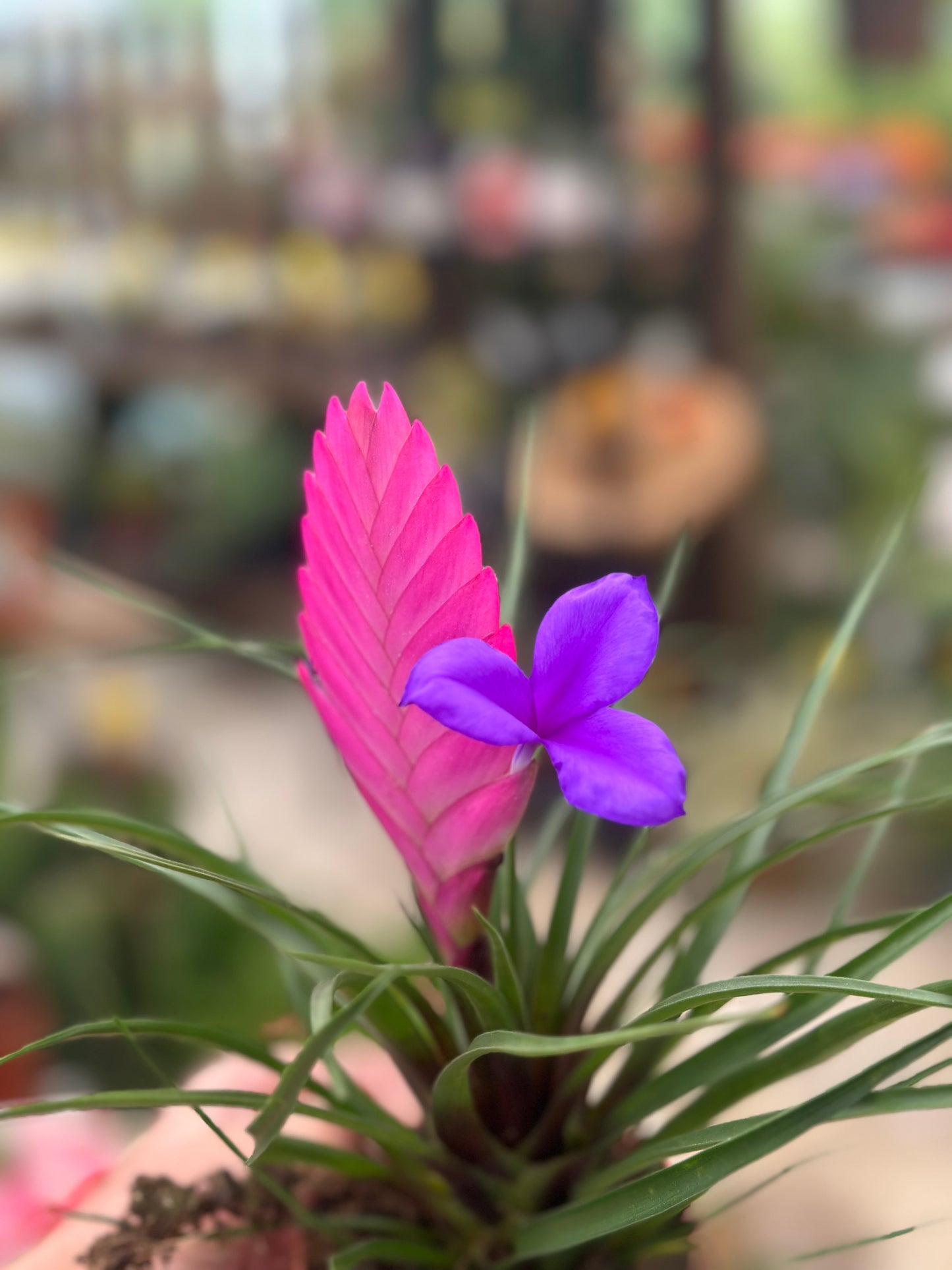 Τιλάντσια η κυανή Tillandsia Cyanea