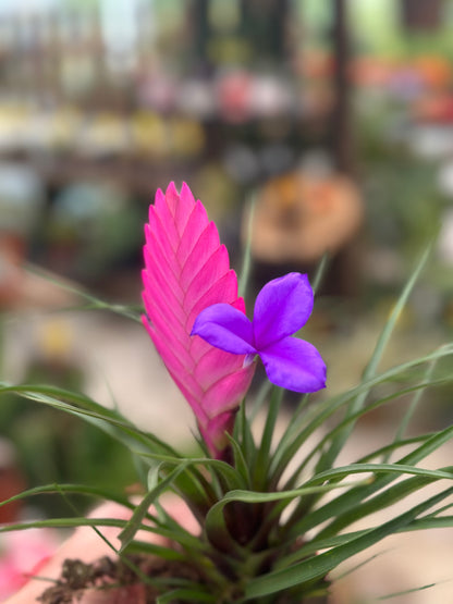 Τιλάντσια η κυανή Tillandsia Cyanea