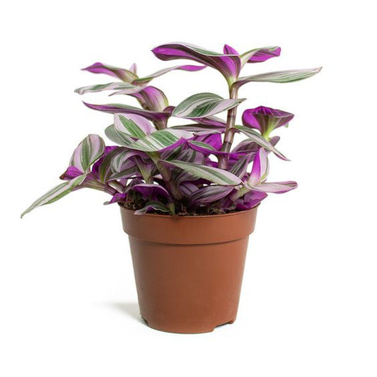 Τηλέγραφος – Tradescantia albiflora nanouk