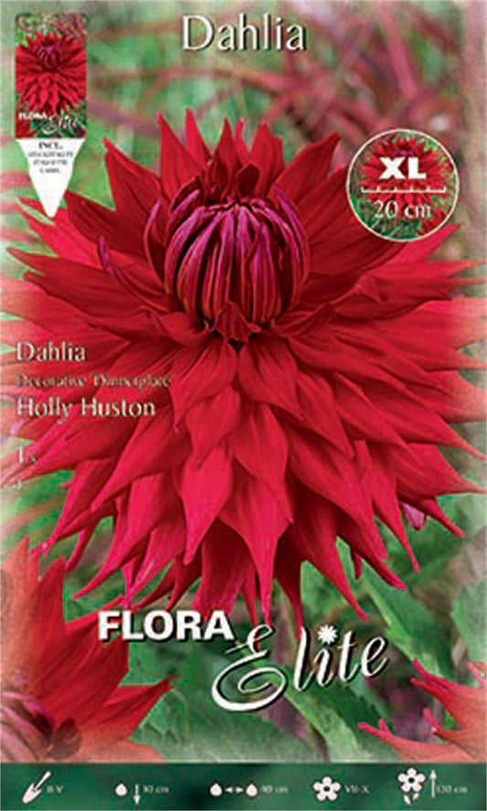 Ντάλια Πελώριο άνθος Holly Huston 802379