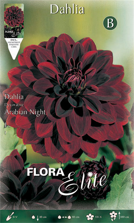 Ντάλια Arabian night 605642