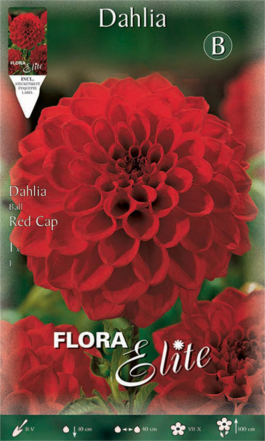 Ντάλια Special υβρίδιο Red Cap 516047