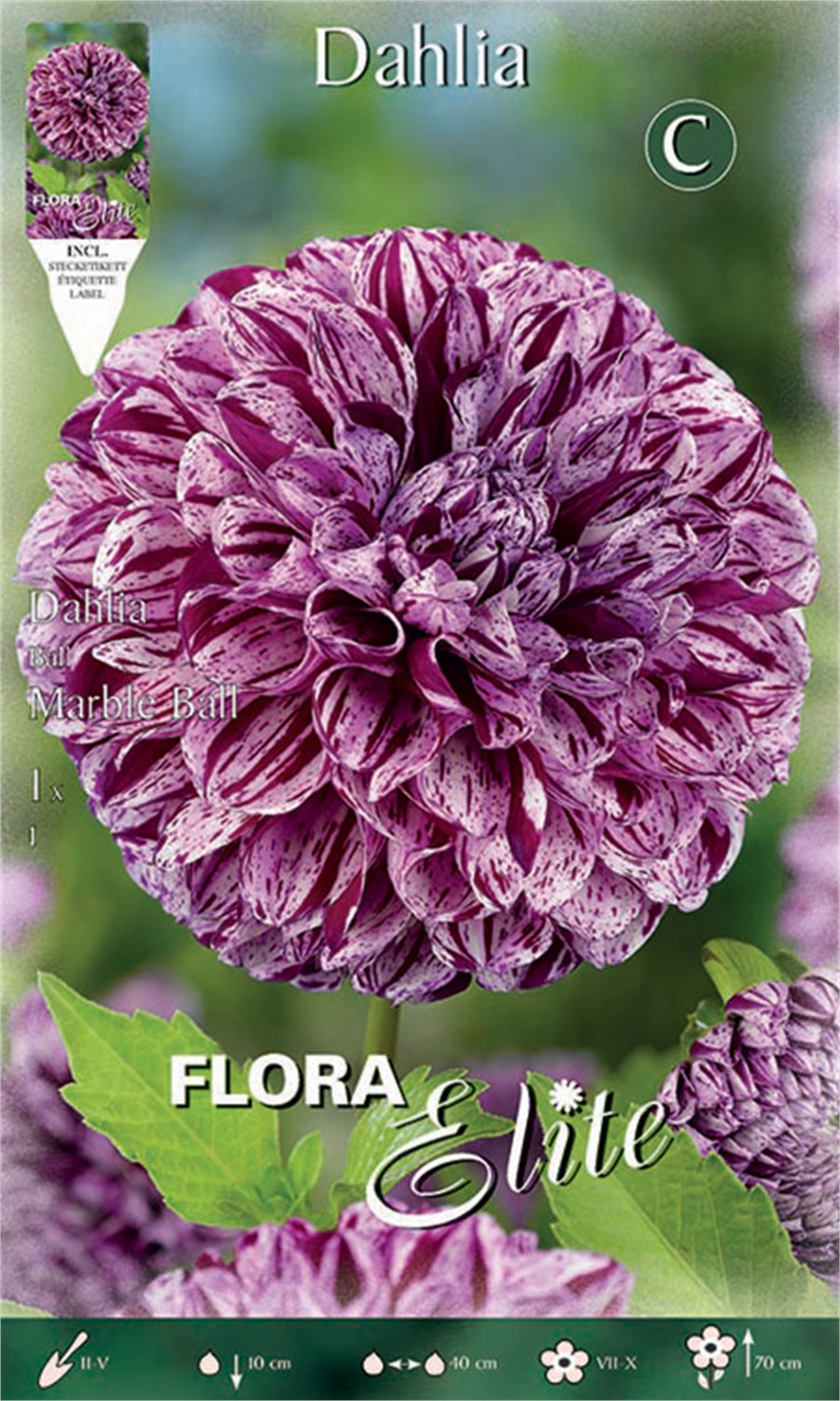 Ντάλια Special υβρίδιο Marble Ball 789625