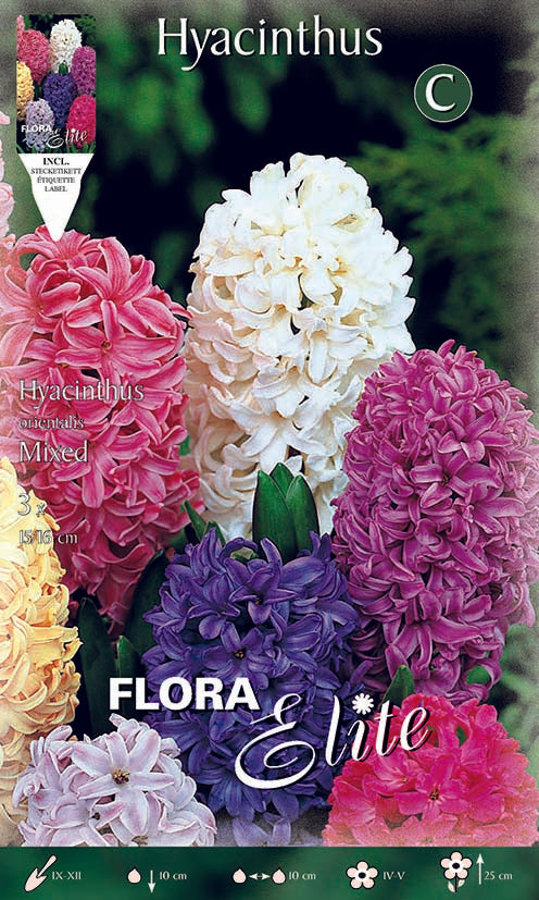 Ζουμπούλι Μίγμα (Hyacinthus) 134401