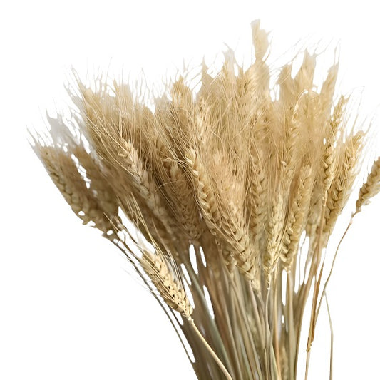 Στάχυα Αποξηραμένο κλαδί