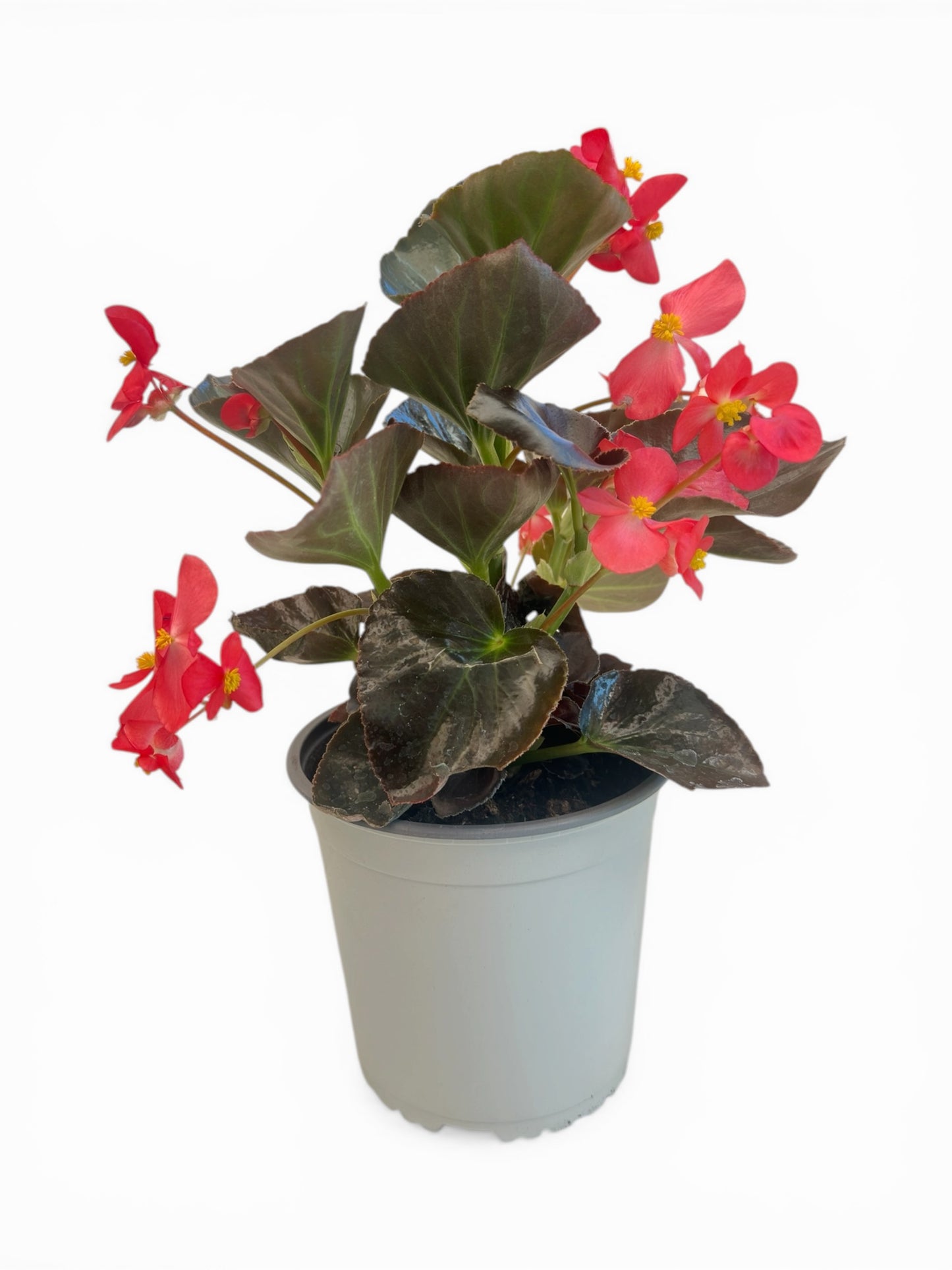 Βεγκόνια big - Begonia xx semperflorens Φ17εκ.