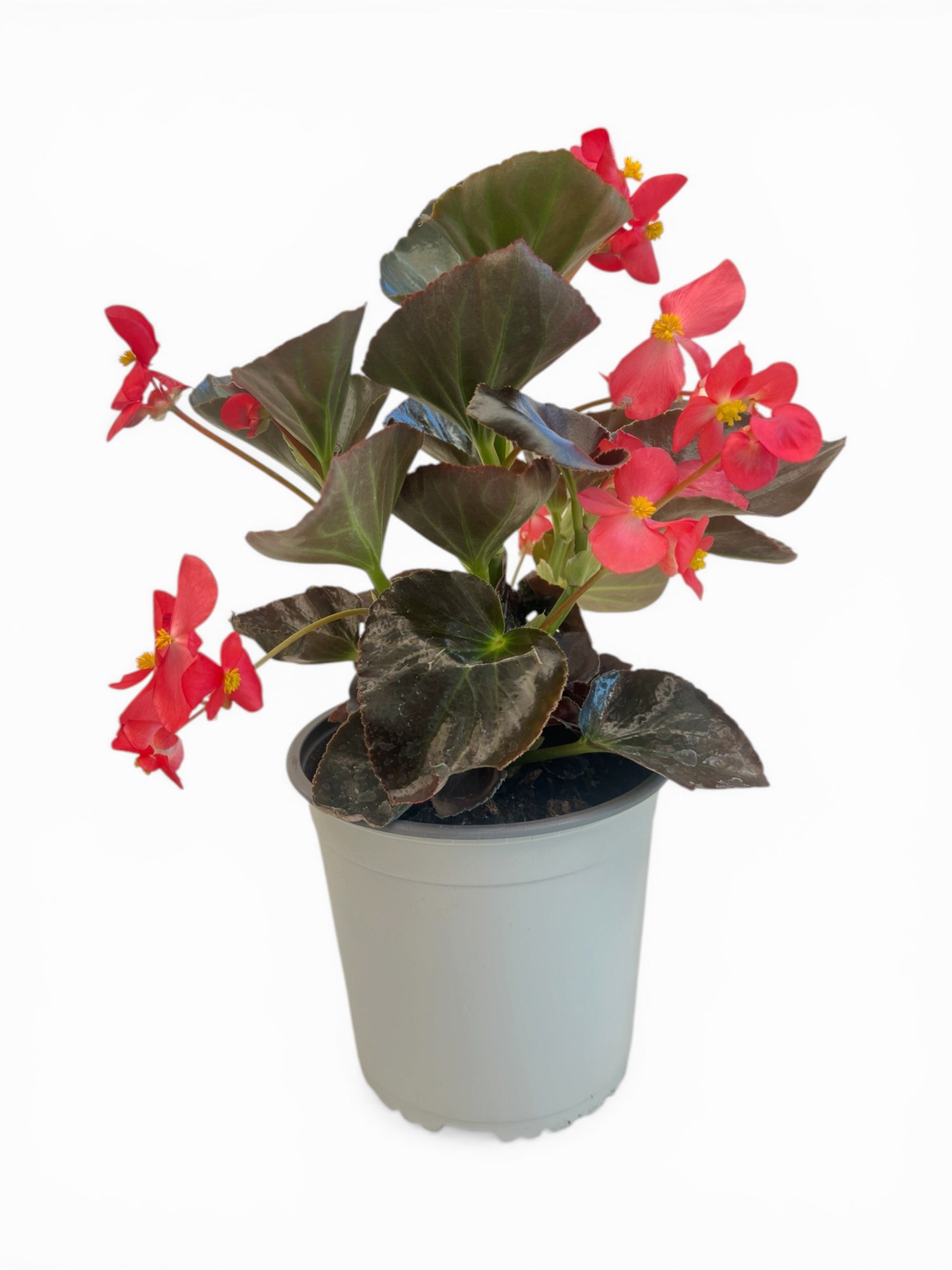 Βεγκόνια big - Begonia xx semperflorens Φ17εκ.