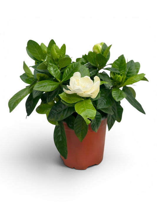 Γαρδένια (Gardenia jasminoides) Φ13εκ.